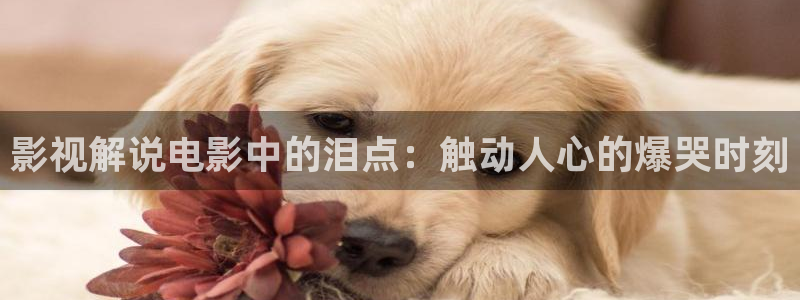 沙海电视剧星辰影视免费观看：影视解说电影中的泪点：触动人心的爆哭时刻
