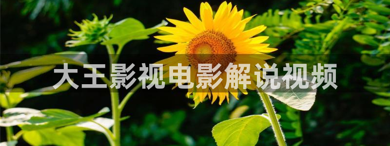 九重紫电视剧星辰影视