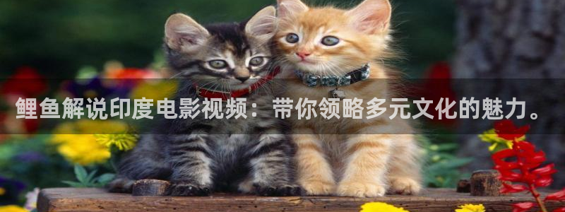 星辰影视旧版本入口