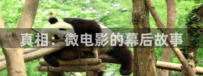 星辰午夜影院：真相：微电影的幕后故事