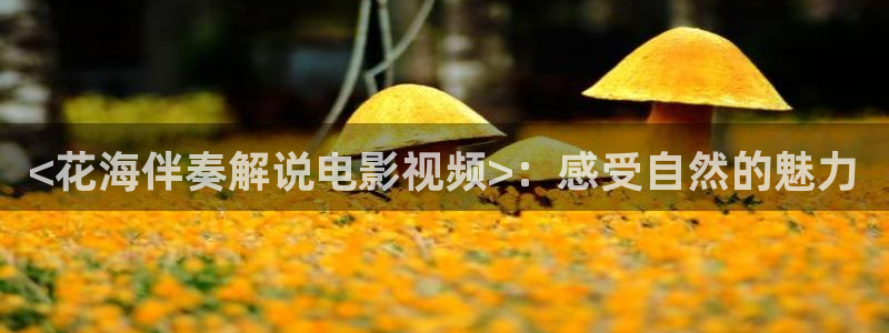 策驰星辰影院在线观看：<花海伴奏解说电影视频>：感受自然的魅力